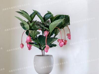 成都盆栽植物租摆(宝莲灯花) 