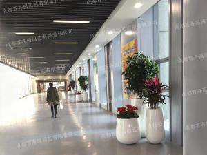 成都花卉租摆组盆造景