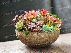 创意盆景植物租赁