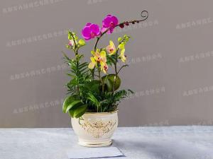 创意盆栽花卉租赁 