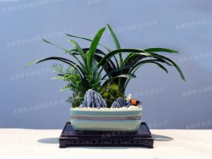 创意盆景植物租摆