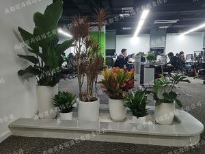  组景造型植物租摆方案定制