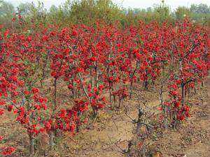 庭院花园绿化植物-海棠花 
