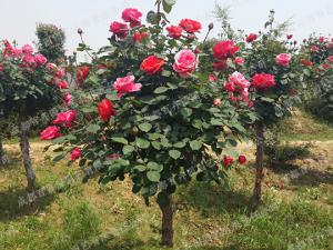 庭院花园花境植物-月季花