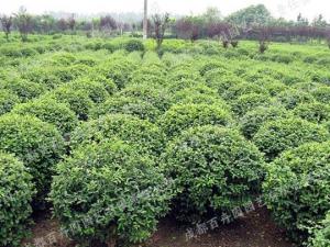 庭院花园花境植物-海桐球