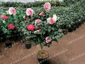 庭院花园花境植物-茶花