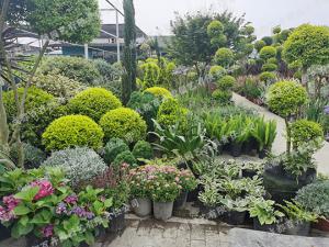 庭院花园花境景观植物