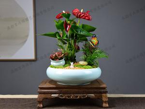 花卉绿植组合盆栽租赁