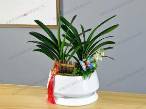 绿植组合盆栽租赁