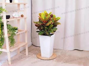  成都植物租摆-大型盆栽植物变叶木