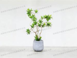  成都植物租赁-大型盆栽植物百合竹