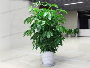 大型植物租摆-盆栽摇钱树
