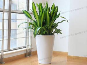 大型植物租赁-盆栽富贵铁