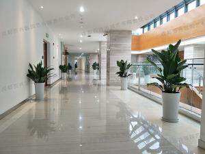  写字楼植物租赁方案