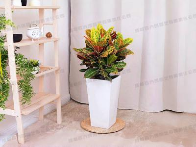  成都植物租摆-大型盆栽植物变叶木