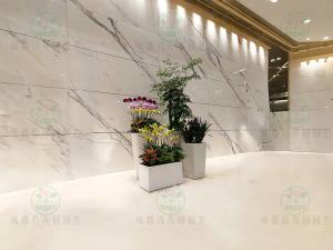 成都植物租赁造型组景