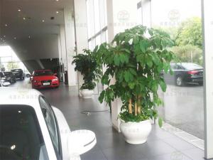  汽车4S店植物租赁方案