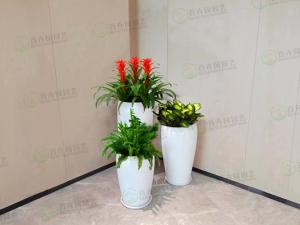  花卉绿植租赁-组盆造景