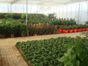 成都盆栽植物租赁供应商-花卉基地