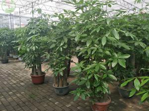 成都盆栽植物租赁供应商-花卉基地