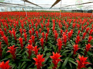 成都花卉租赁供应商-花卉基地