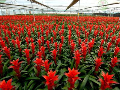 成都花卉租赁供应商-花卉基地