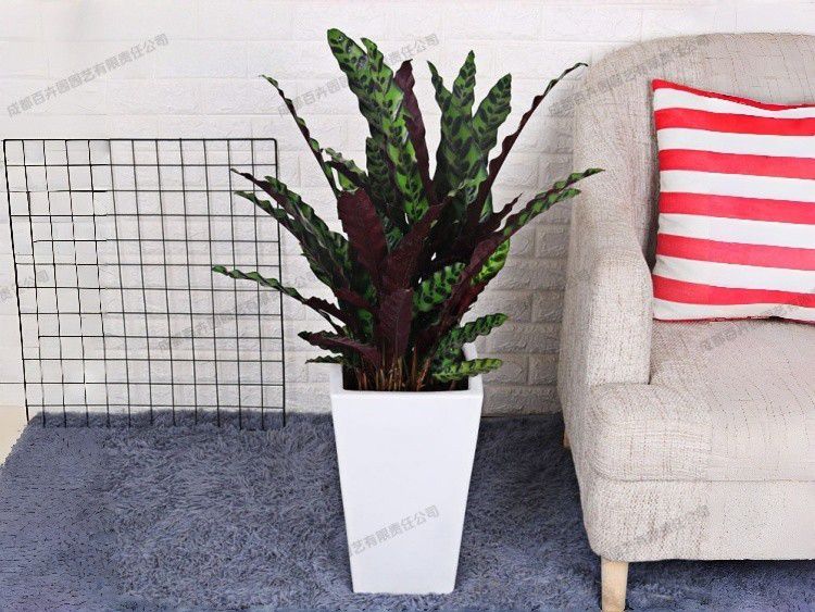 大型盆栽植物租赁品种-猫眼竹芋 大型盆栽植物租赁品种-猫眼竹芋