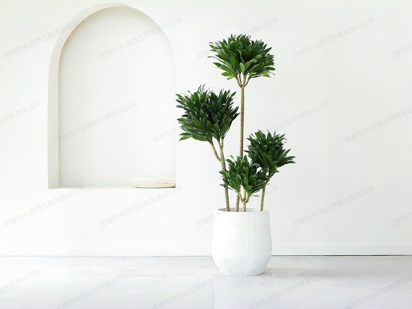 大型盆栽植物租赁品种-造型太阳神 大型盆栽植物租赁品种-造型太阳神