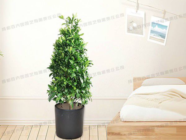 大型盆栽植物租赁品种-非洲茉莉 大型盆栽植物租赁品种-非洲茉莉