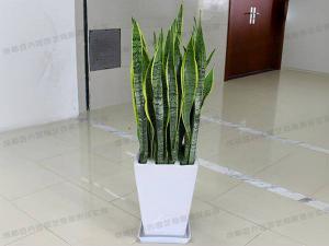 大型盆栽植物租赁品种-虎皮兰