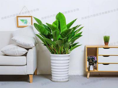 大型盆栽植物租摆品种-金钻