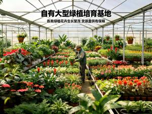 自有大型绿植基地，货源直供有保障