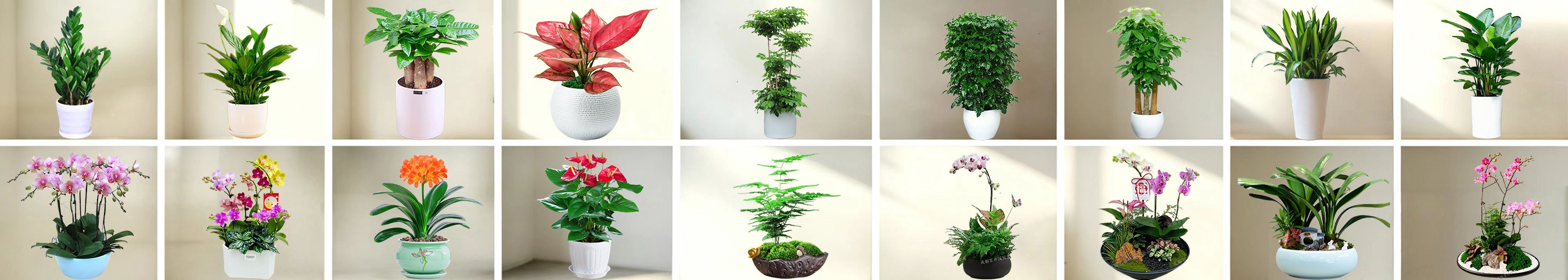 组合盆栽